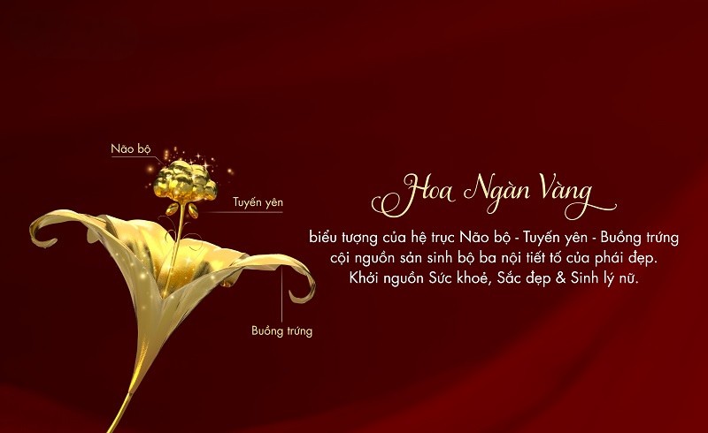 Hệ trục Não bộ - Tuyến yên - Buồng trứng được hình tượng hóa thành đóa Hoa ngàn vàng