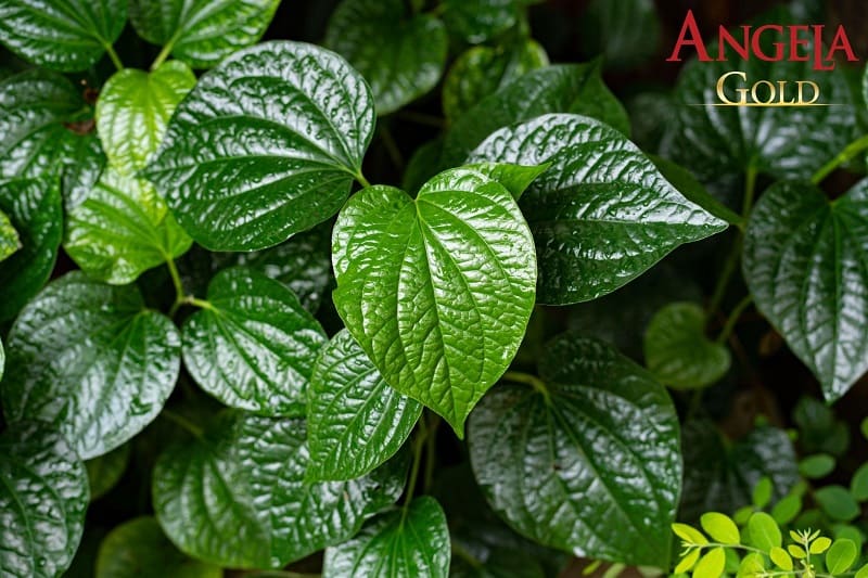Lá lốt xông mặt đẹp da