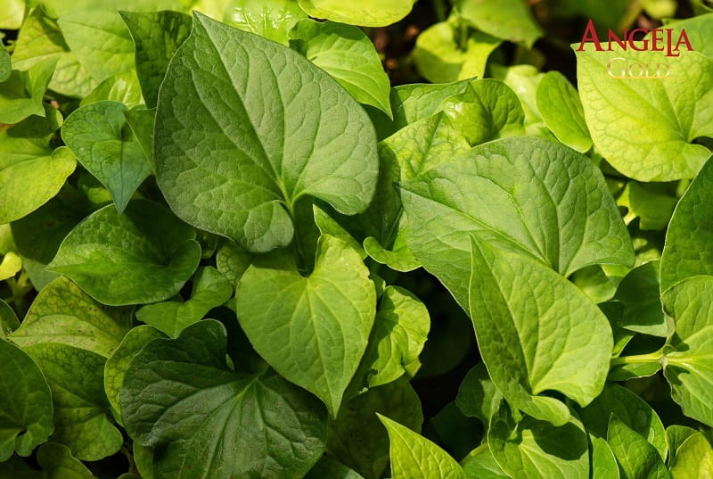 Chữa nám mảng bằng rau diếp cá