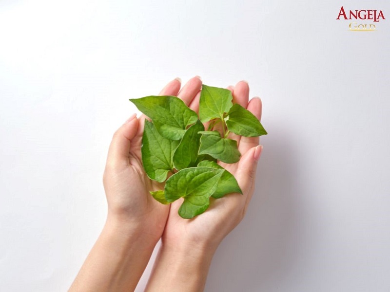 Dùng rau diếp cá trị nám chân đinh tại nhà
