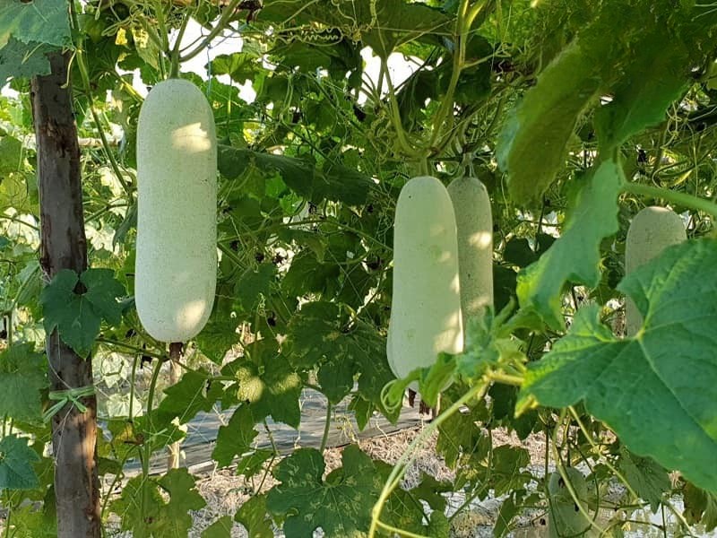 Để làm cao bí đao trị nám bạn nên chọn bí đao tươi, không bị hư hỏng