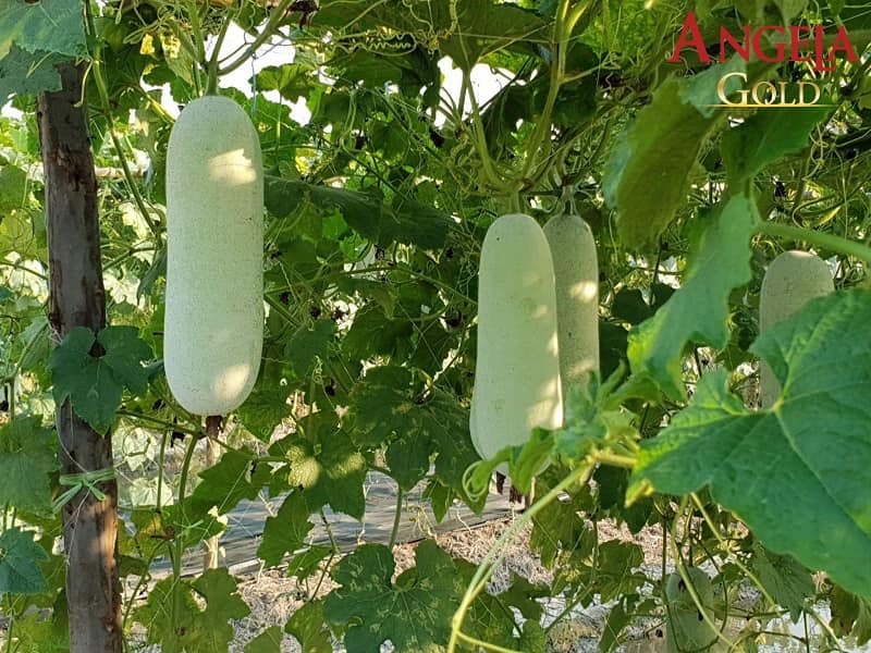 Lưu ý gì khi dùng cao bí đao trị nám?