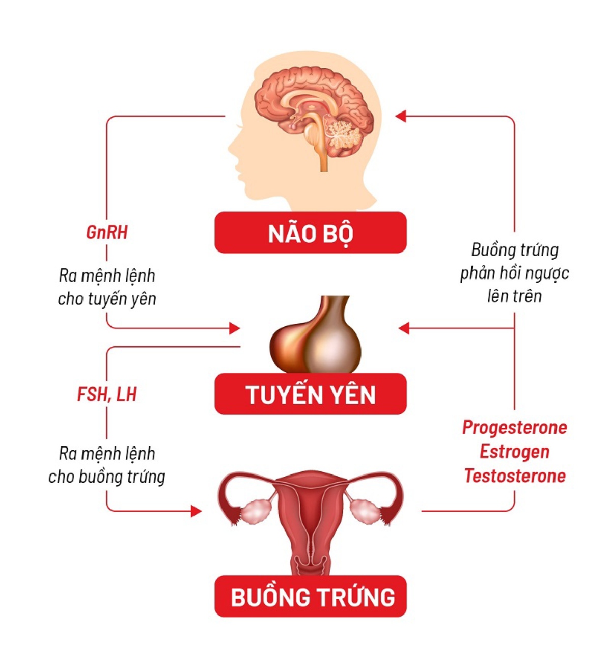sơ đồ não bộ tuyến yên 