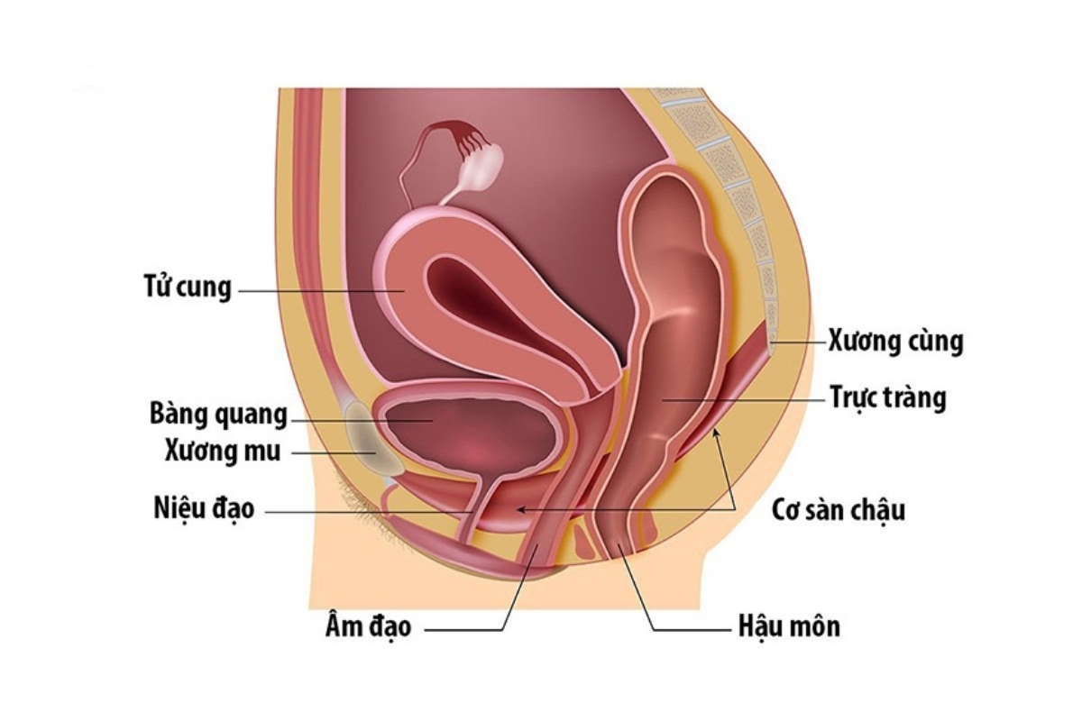 vị trí của nhóm cơ sàn chậu